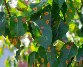 Common Tree Problems that Can Be Treated with Mauget Injections: Insights from a Tree Care Company in Wilmette, Illinois
