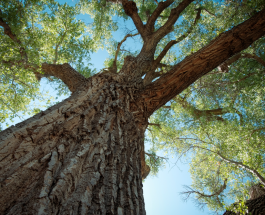 Homeowner’s Guide to Poplar Tree Care: Insights from a Tree Care Company in Lake Bluff, Illinois