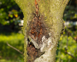 How Can You Tell If Your Tree is in Trouble Before It’s Too Late? Insights from a Tree Care Company in Long Grove, Illinois
