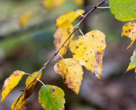 Why Are My Tree’s Leaves Turning Yellow or Brown? Insights from a Tree Care Company in Park Ridge, Illinois
