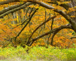 How to Deal with a Leaning Tree on Your Property: Tips from a Tree Care Company in Wilmette, Illinois